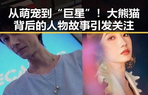 从萌宠到“巨星”！大熊猫背后的人物故事引发关注